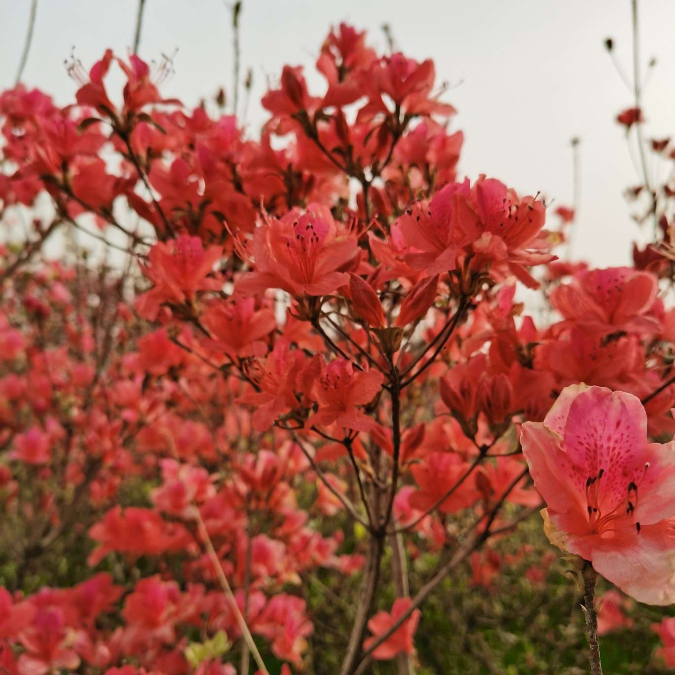 日照市东港区南湖镇观农苗木种植销售处