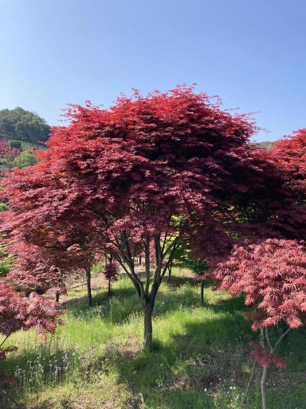 奉化市溪口镇新拓园艺场