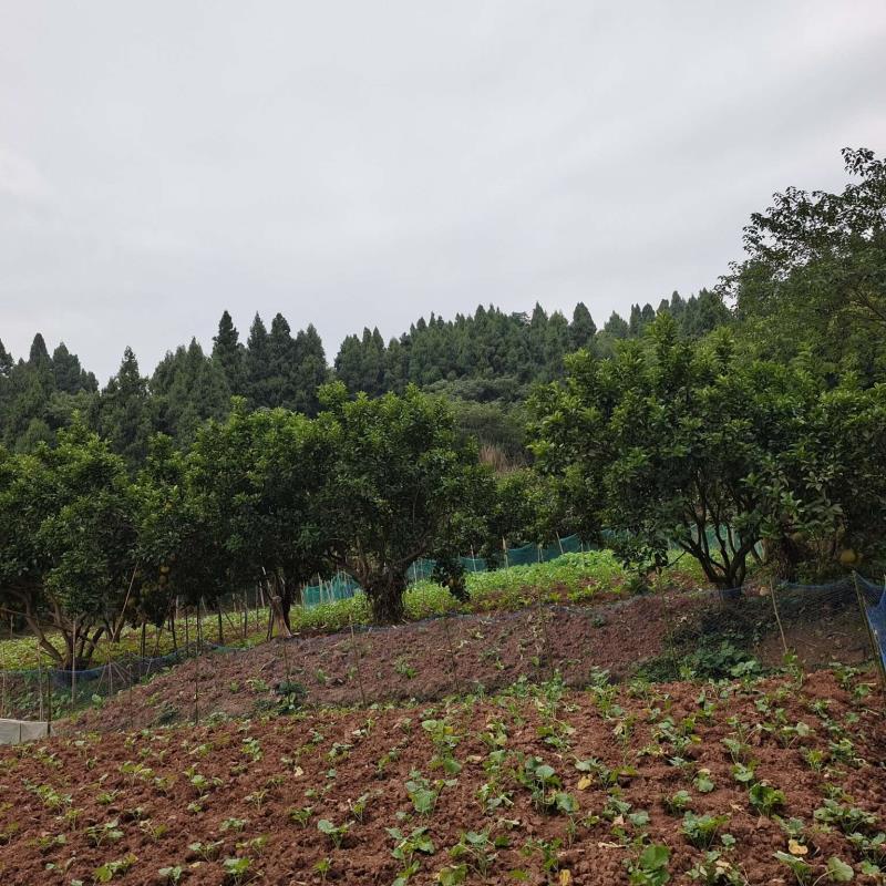 洪湖苗木基地