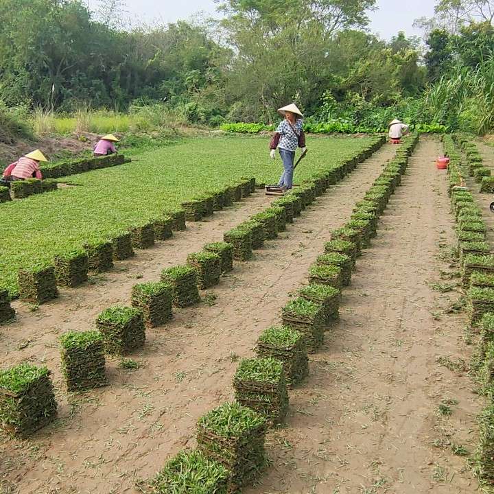 廉江车板鸿发绿化草皮种植基地