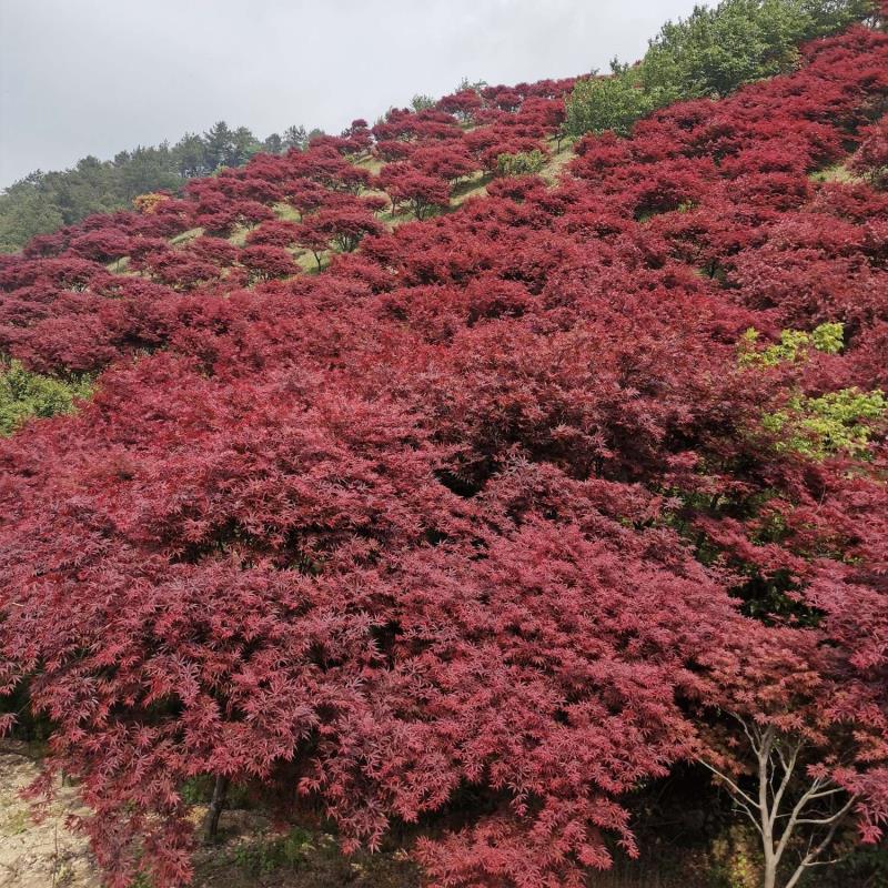 余姚四明山林峰红枫樱花批发基地