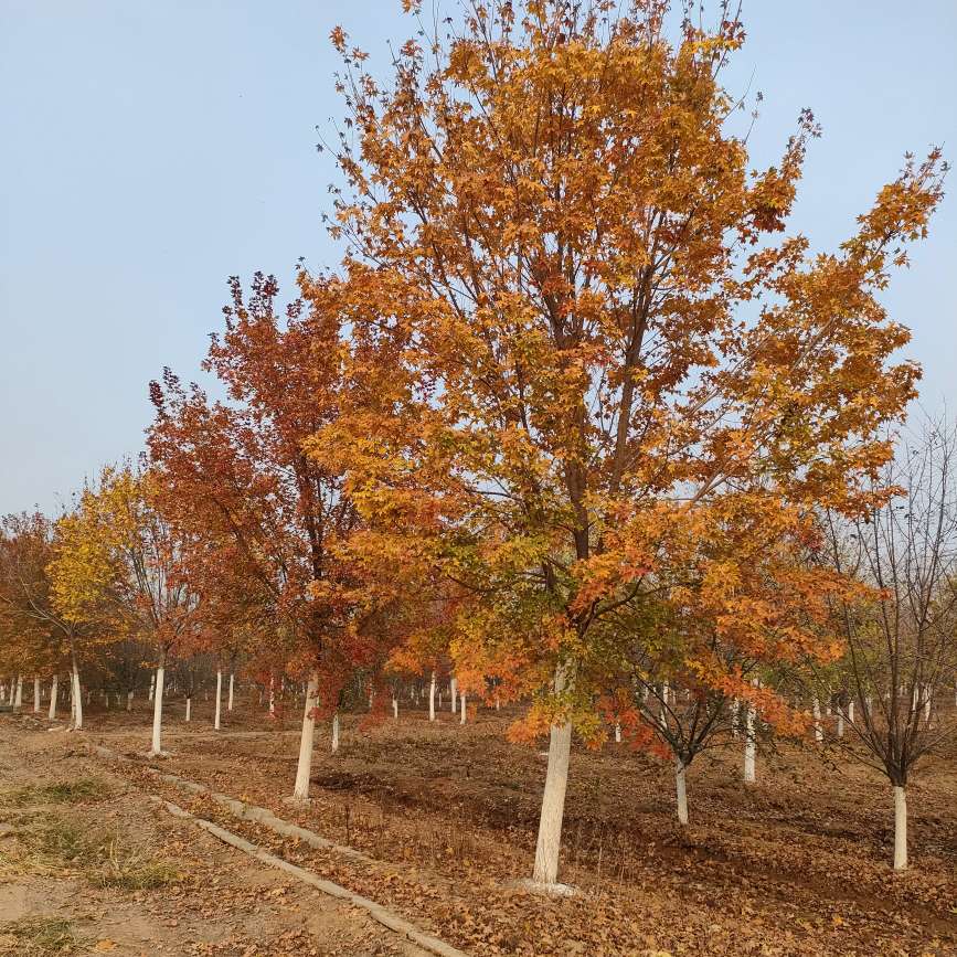 山东菏泽隆泉园林绿化基地