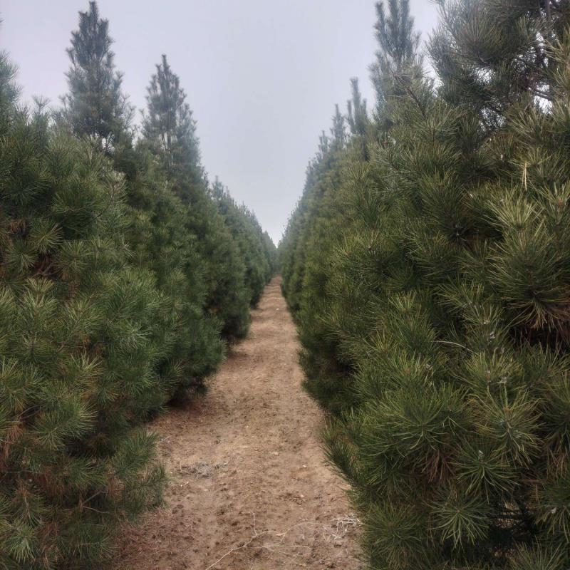 景风园林绿化苗木基地