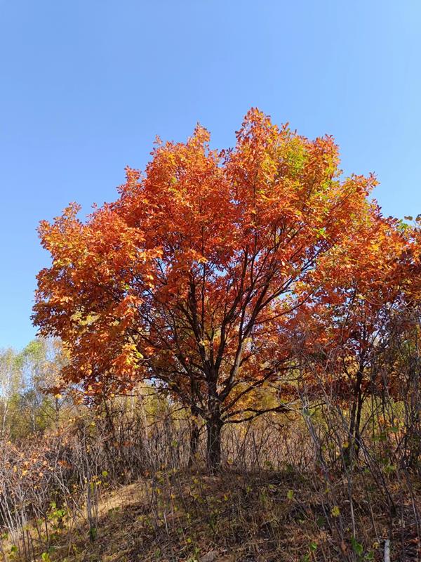 河北承德围场鑫磊苗木基地