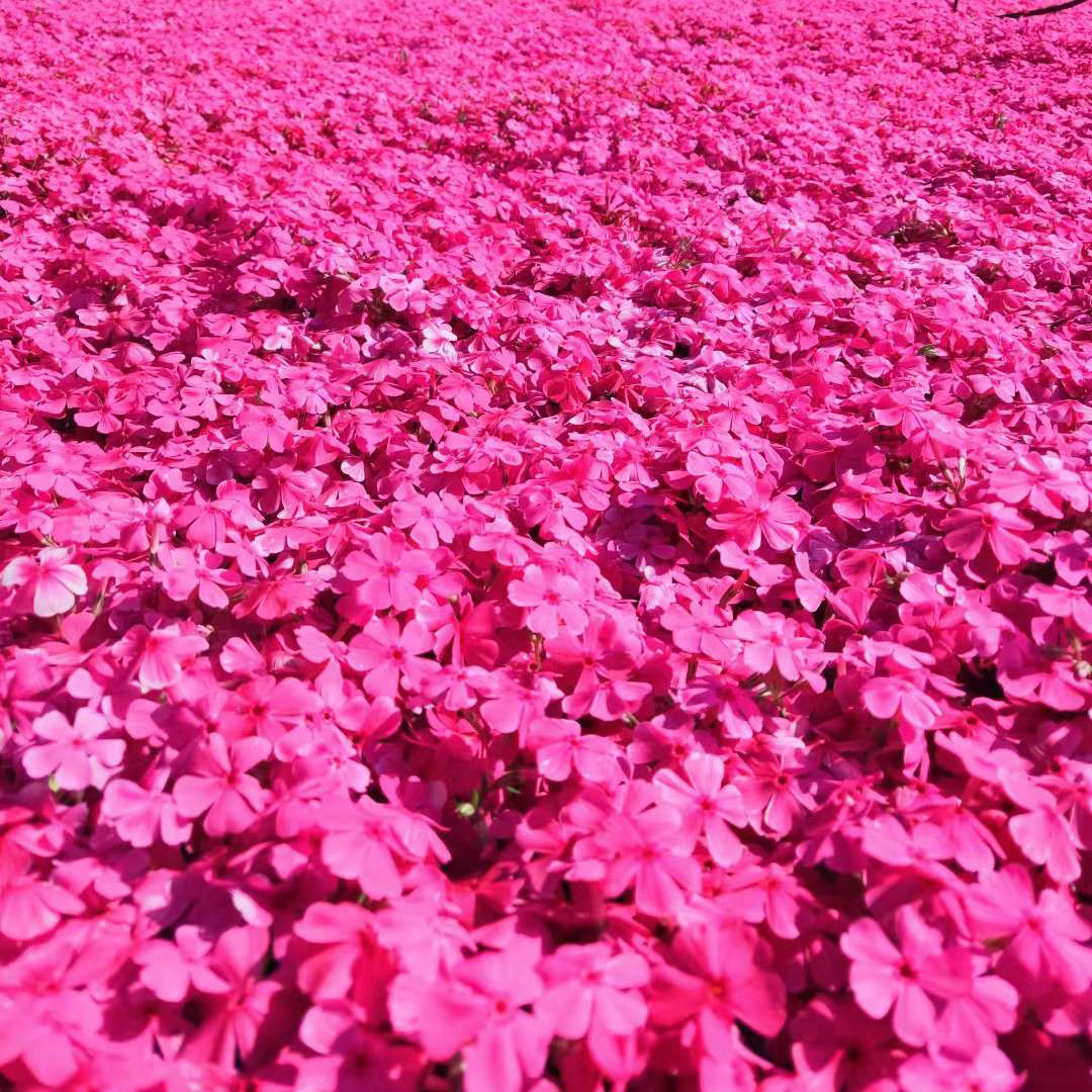 台安县柏景园林花木培植基地