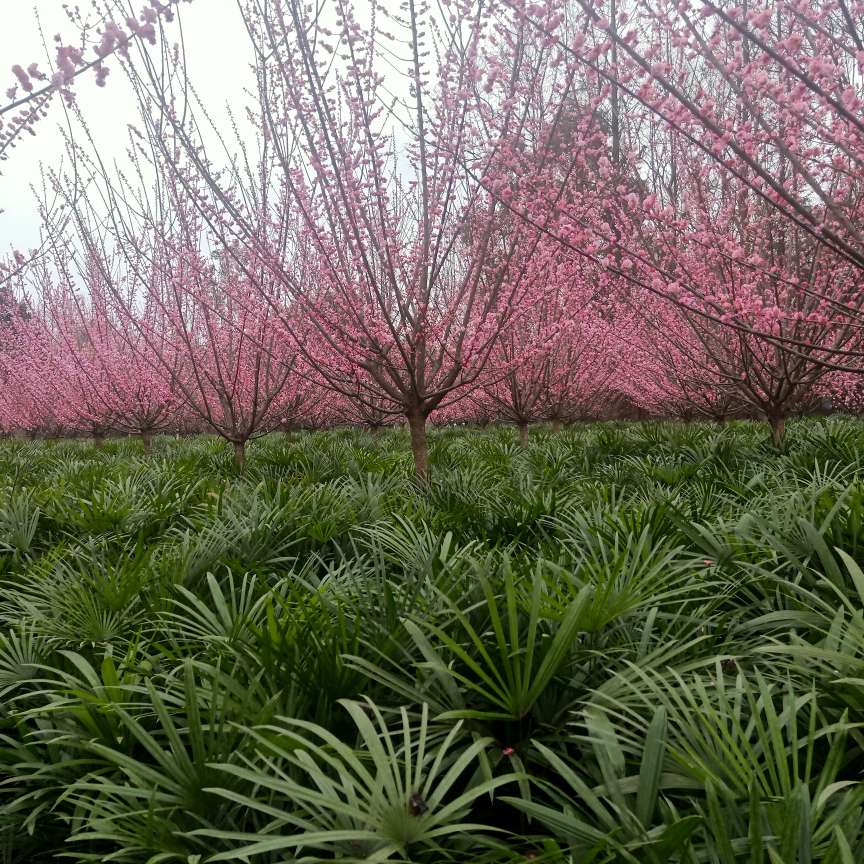 珍叶园林基地