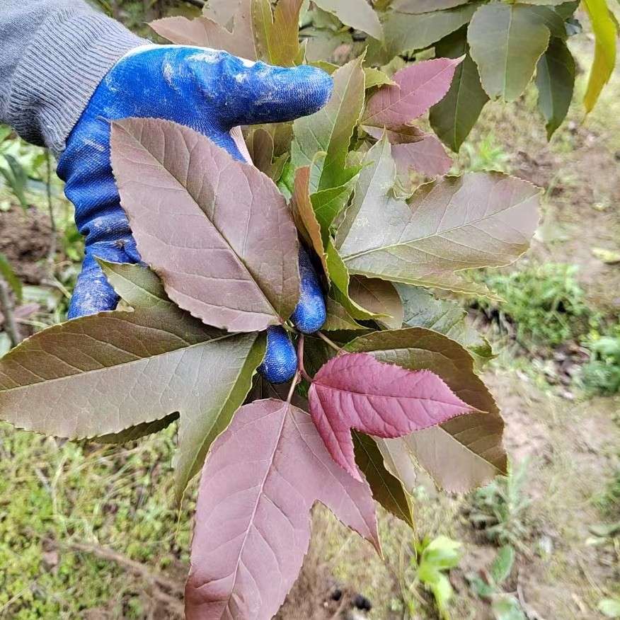 袁氏半枫荷种植基地