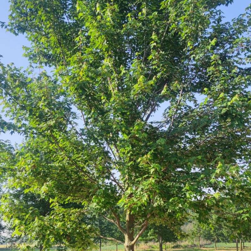 山东旭日苗木基地