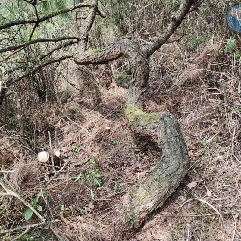 大地园林黑松基地