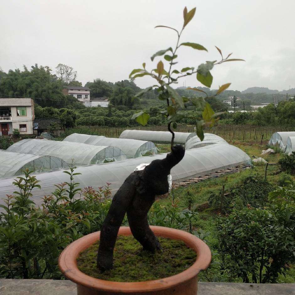 重庆江津鑫森农业种植场