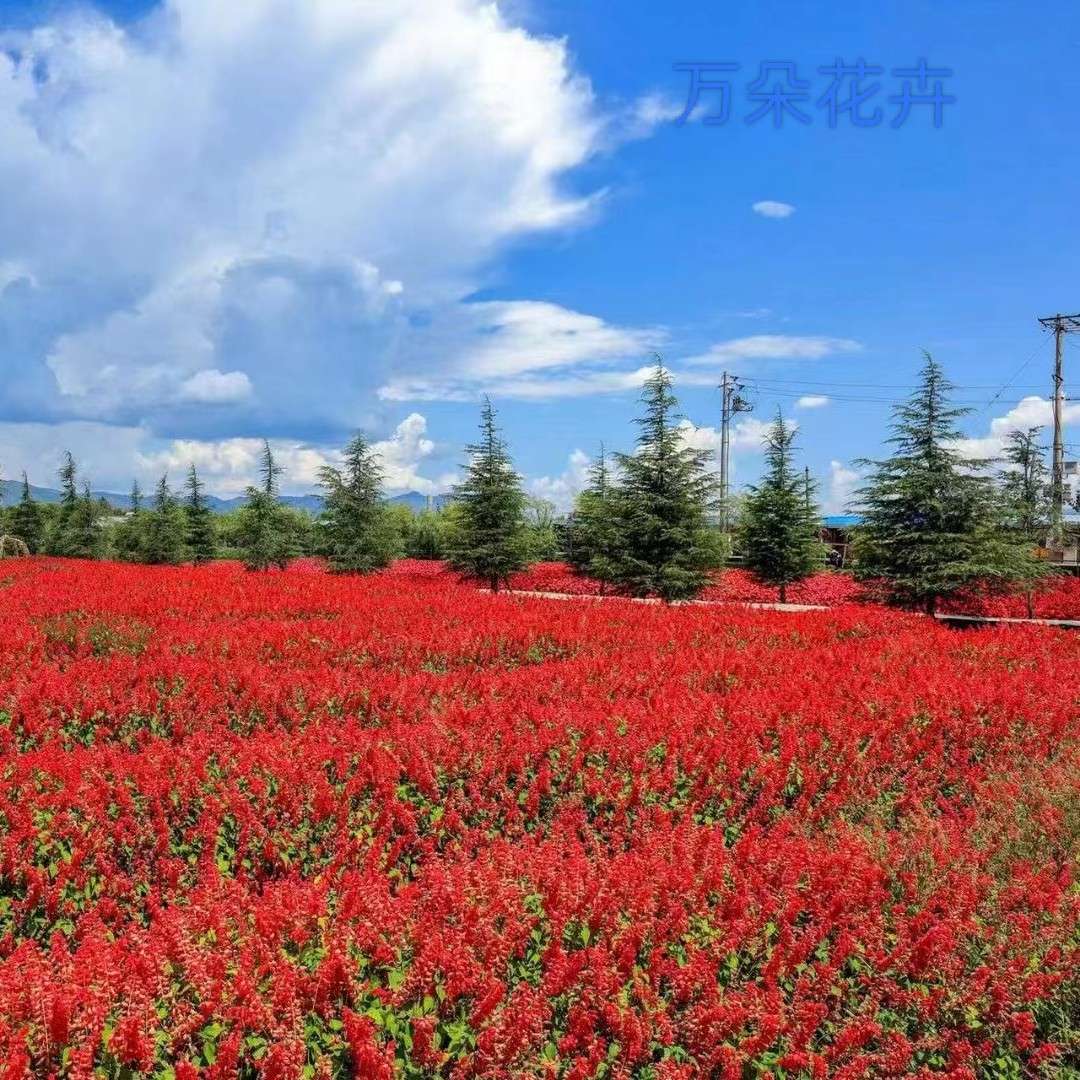 青州市万朵花卉苗木有限公司