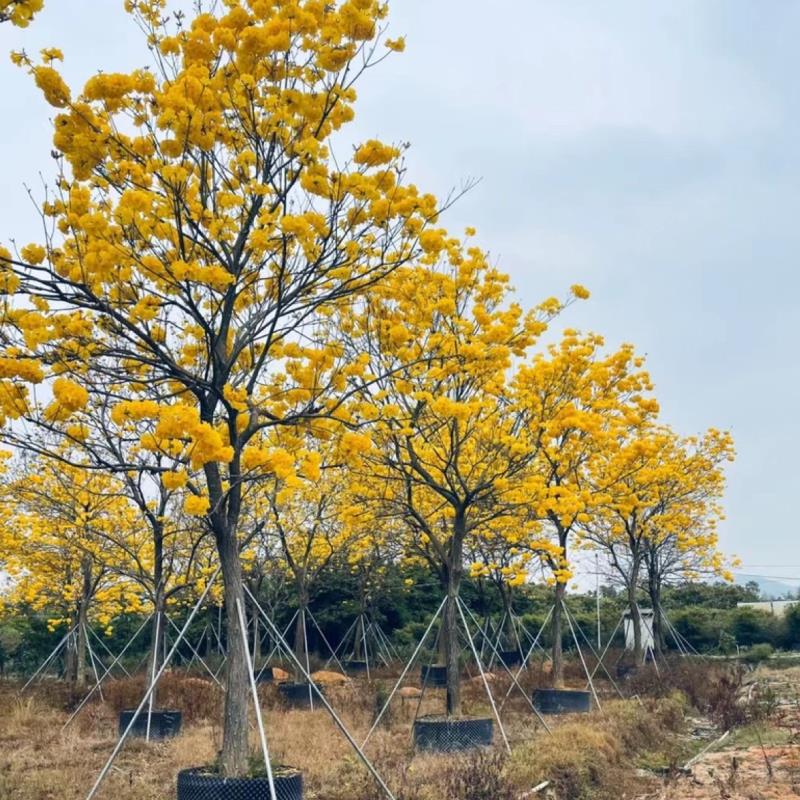 小叶苗木基地