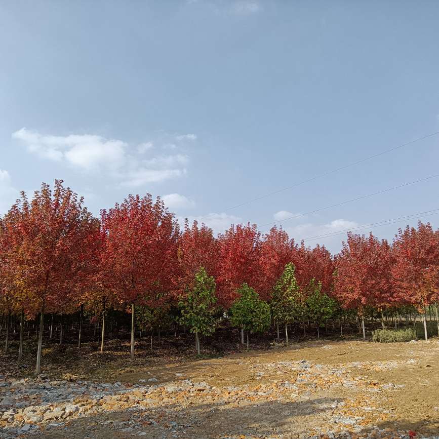 勤农苗木基地