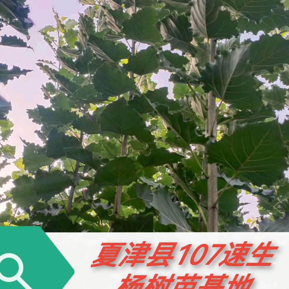 夏津县管氏107速生杨树苗基地