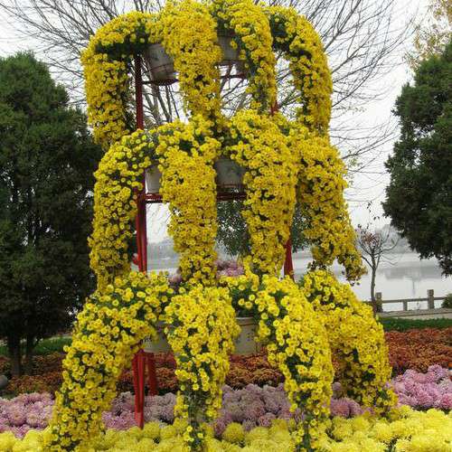 潍坊市潍城区望留镇朱家文庄村王名香花卉种植基地