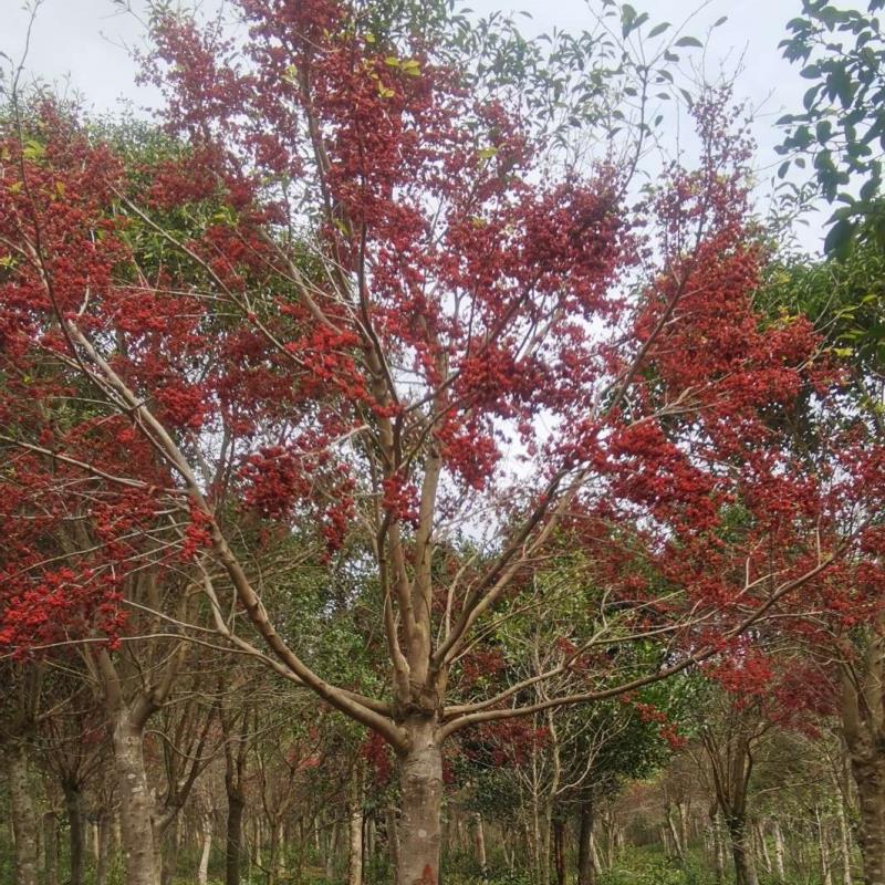 华美花木基地