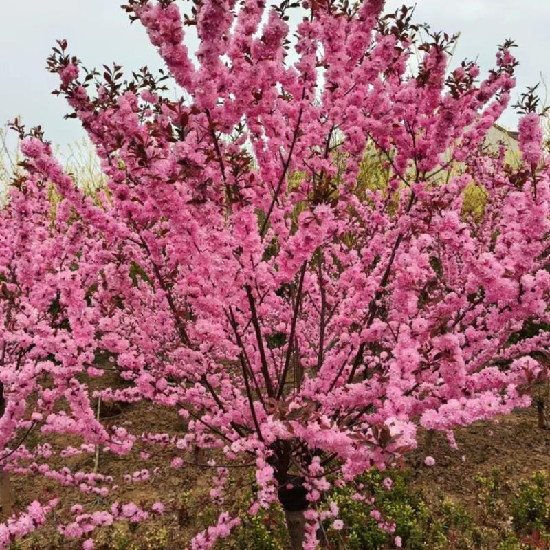 冰阳县赏心阁花卉经营部(个体工商户)