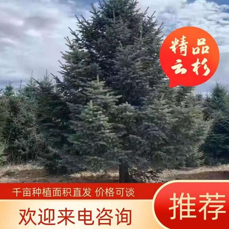 定西绿森苗木种植农民专业合作社