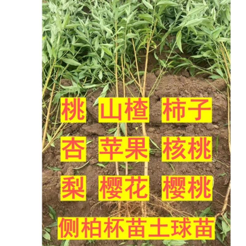 长营果树侧柏种植基地