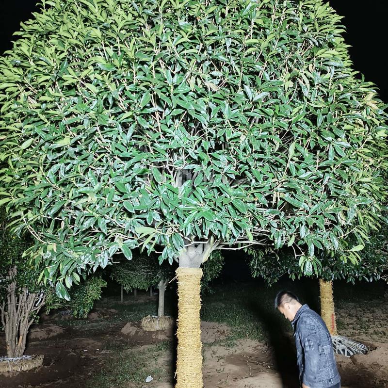 小韦桂花树基地