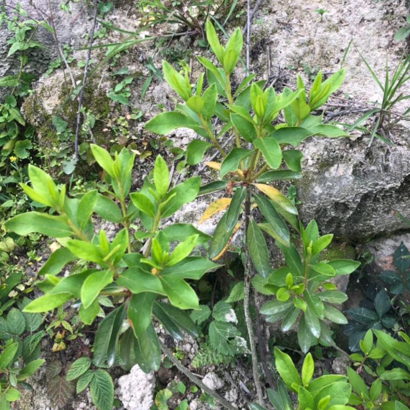 福建兰氏毛杜鹃基地