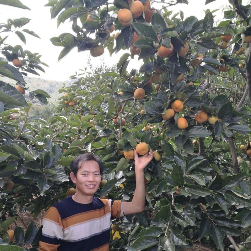 贵州聚缘富硒甜柿种植有限公司