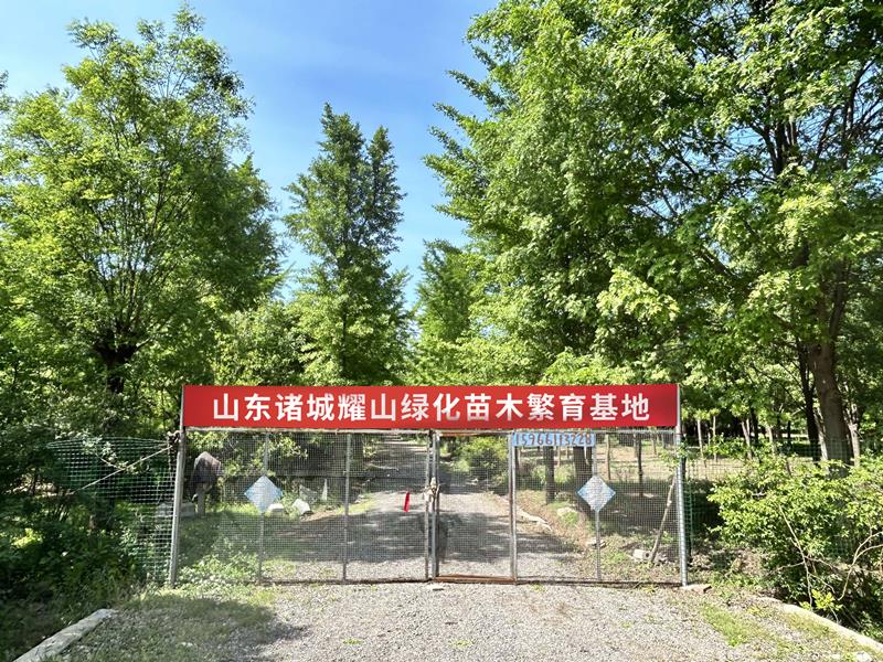 山东诸城绿化苗木繁育基地