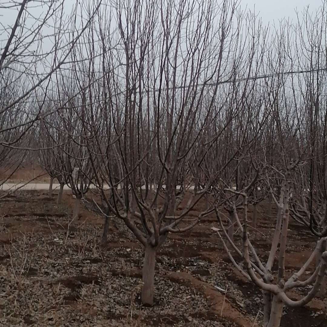 魏县回隆镇绚丽海棠基地