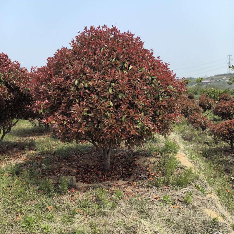 青岛大伟远大城市环境工程有限公司